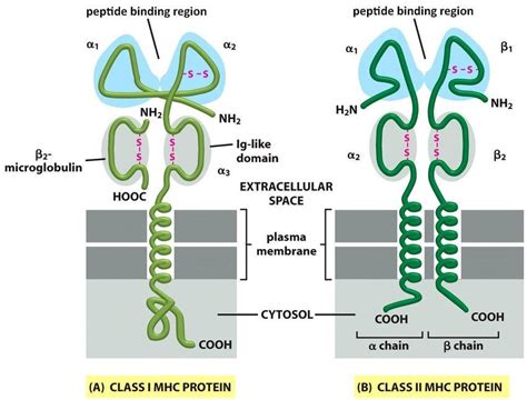 Major histocompatibility complex (MHC): introduction, types and differences