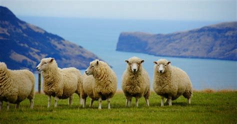 What is a Female Sheep Called? [Sheep Facts] - RaisingSheep.net