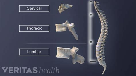 Thoracic Vertebrae Anatomy Quiz