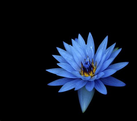 Black Lotus Flower Wallpaper