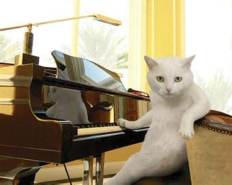 music meme cat playing piano12