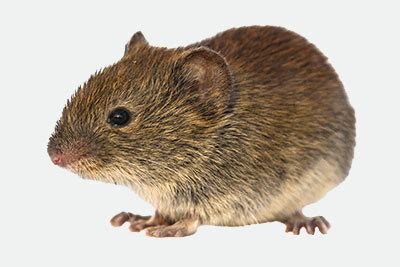 trap-type-compare-vole - H. B. Sherman Traps - Live Animal Traps