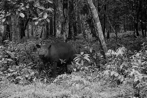 Borneo Rhino Alliance — BORA is an NGO which is dedicated to uniting ...