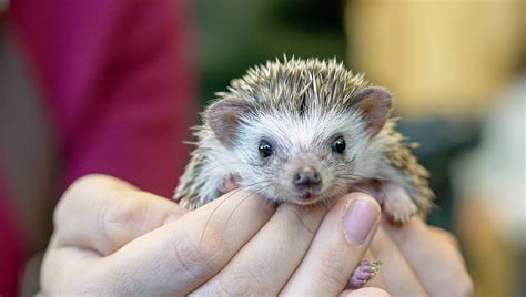 Adorable African Pygmy Hedgehogs