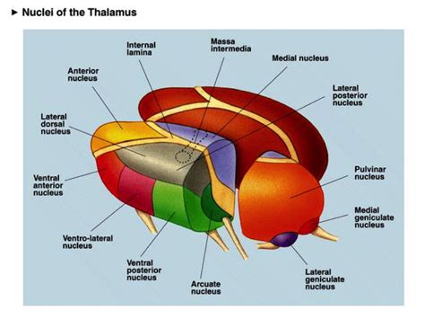 Thalamus Nuclei Destinations Diagram Diagram | Quizlet