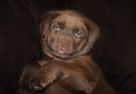 Top 25 Chocolate Lab names - For Your Chocolate Labrador - Labrador ...