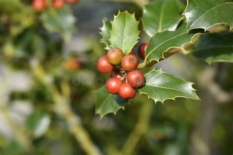 Common Holly stock image. Image of cultivar, tree, fruit - 265515099