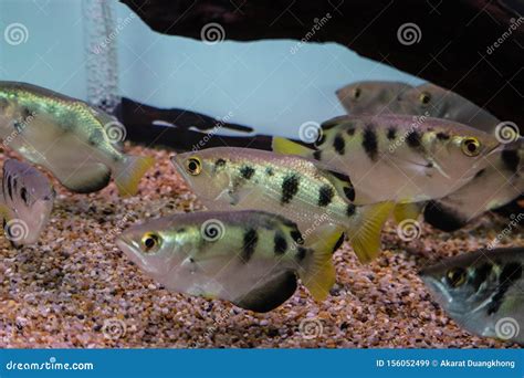 Archer fish stock image. Image of freshwater, perciformes - 156052499