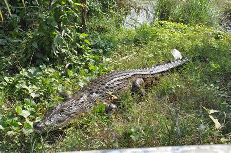 Sundarban Crocodile | CBA Site visit to Mongla, Khulna, Bang… | Flickr