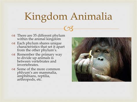 Animalia