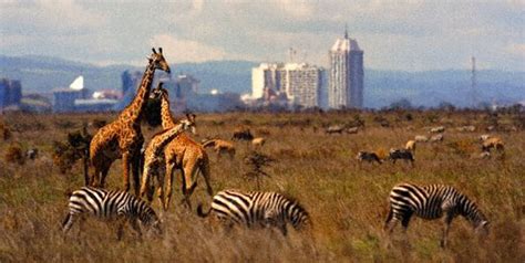 Nairobi National Park – Living on the Edge: Learning Partnership for an ...