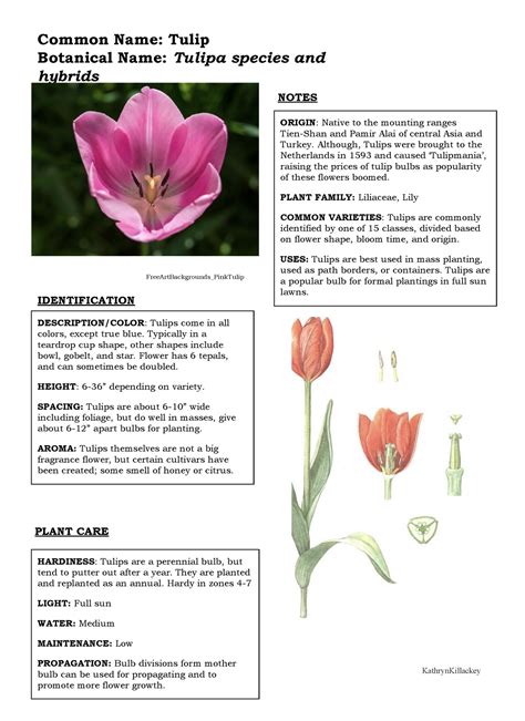 Tulipa - Garden Flowers- Annie White - Common Name: Tulip Botanical ...