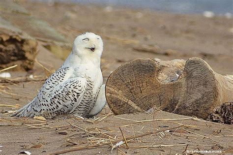 Snowy owl migration gives scientists chance to study them - silive.com