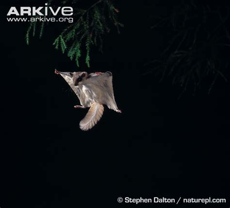 The Superheroes Of The Squirrel World: Flying Squirrels - Global ...