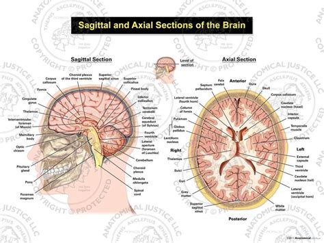 Sagittal and Axial Sections of the Brain