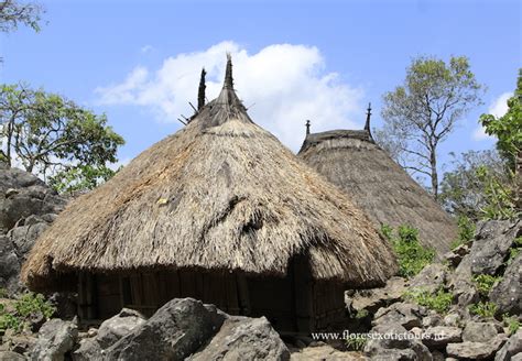 Timor traditional house