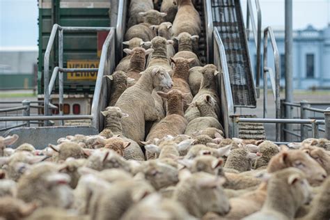 Se revela que la UE es el mayor exportador de animales vivos del mundo ...