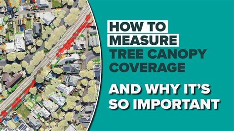 How To Measure Tree Canopy Coverage – And Why It’s So Important - YouTube