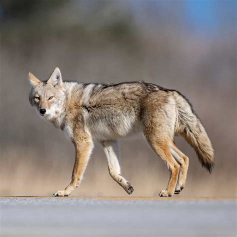 The Top 11 Coyote Decoy Dogs to Take Hunting (with pictures) - Doggie HQ