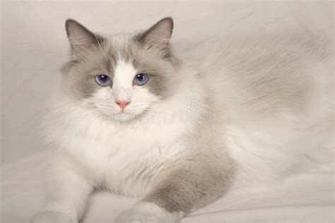 Rag Doll Cat stock photo. Image of cuddly, blue, feline - 687496