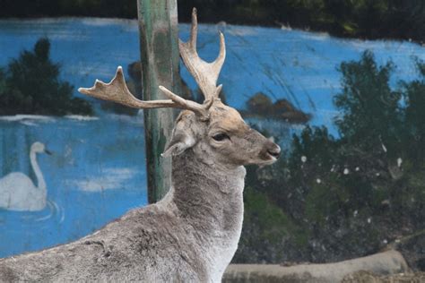 Persian fallow deer +European fallow deer hybrid(mashhad zoo) - ZooChat