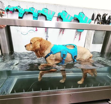 Illawarra dogs reaping the benefits of canine hydrotherapy | The List ...