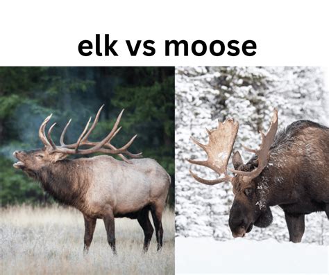 Moose Vs Elk: Key Differences Explained A-Z Animals, 54% OFF