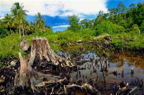 Cerita Pendek (Cerpen) Terbaru tentang Penebangan Hutan dan Akibatnya ...