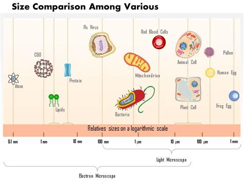 0614 Size Comparison Among Various Atoms Molecules And Microorganisms ...