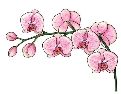 Orchid Drawing, Pencil, Sketch, Colorful, Realistic Art Images ...