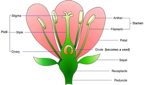 Flower Anatomy Picture | Best Flower Site