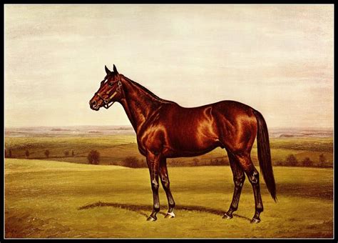 a brown horse standing on top of a lush green field