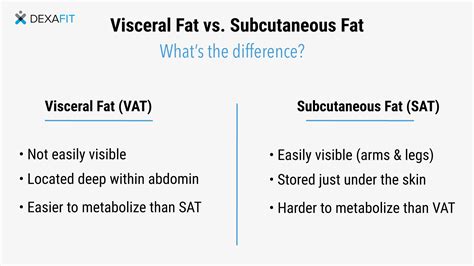 Visceral Fat: Definition, Health Risks, & How to Reduce It | DexaFit