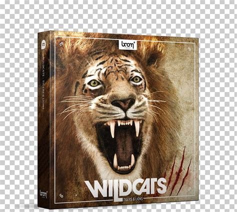 Lion Tiger Roar Sound Effect PNG, Clipart, Big Cat, Big Cats ...