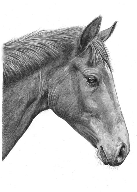 Horse Drawings by Angela of Pencil Sketch Portraits