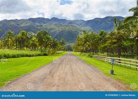 Hawaii Palm Tree Coconut Farm Stock Image | CartoonDealer.com #29583805