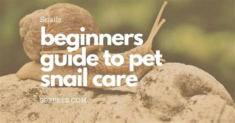 Beginners Guide to Pet Snail Care [Simple] - 903Pets