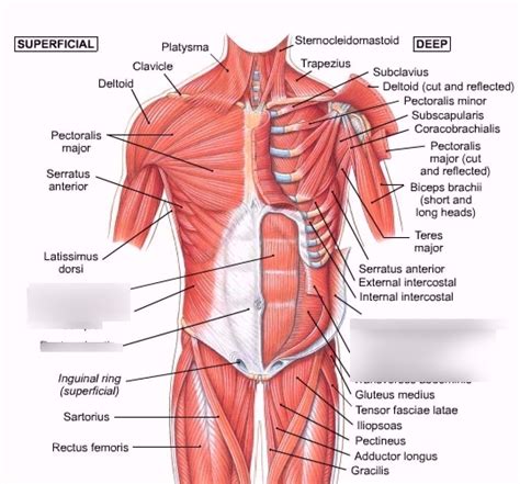 Abdominal muscles Diagram | Quizlet