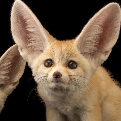 Fennec fox - Alchetron, The Free Social Encyclopedia