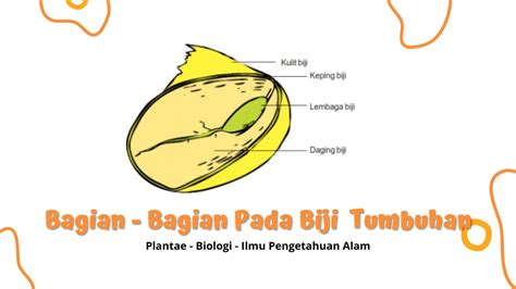 Struktur Biji Pada Tumbuhan Beserta Fungsinya, Materi Plantae Biologi ...