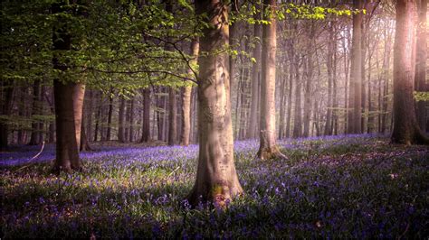 How to photograph Bluebells (Everything you need to know in 2021)