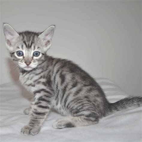 F6 Savannah Kittens for Sale Amanukatz Savannah Cats Ohio Michigan