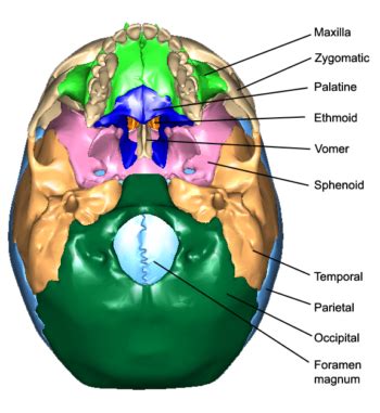 The Bones of the Skull | Human Anatomy and Physiology Lab (BSB 141)