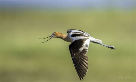 American Avocet in Flight | Animals images, Animals, Photography photos