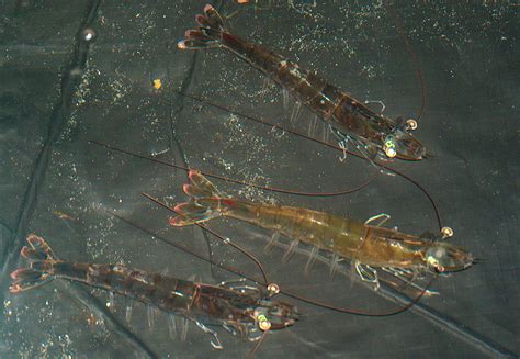 Model shrimp breeding - Responsible Seafood Advocate