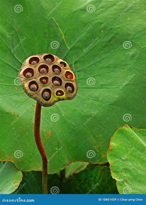 Seeds of water lily stock image. Image of lotus, plant - 10661439