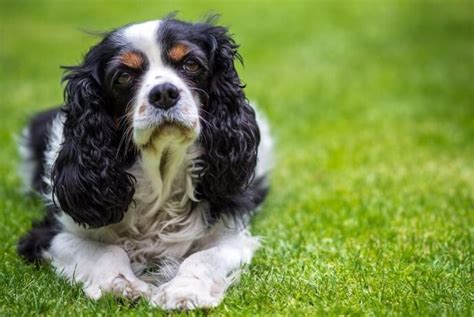 37+ Best Dog Names for Male Cavalier King Charles Spaniels - PetTime