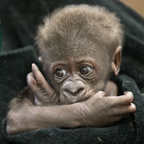 Cute Baby Gorilla Pictures