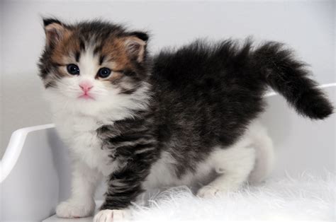 Siberian Cat Breeders Motif Terbaru!