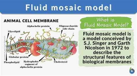 Fluid Mosaic Model